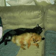 Pomeranian Daisy R.I.P 17/11-09