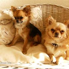 Chihuahua      *Coco Chanel* 