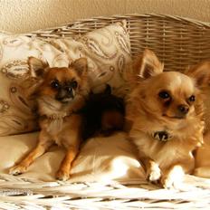 Chihuahua      *Coco Chanel* 