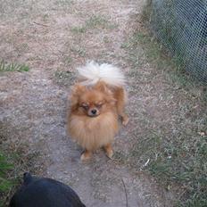 Pomeranian Daisy R.I.P 17/11-09