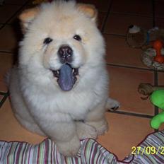 Chow chow Litchi Chow Daisy May