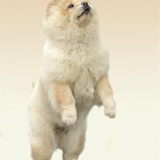 Chow chow Litchi Chow Daisy May