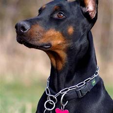 Dobermann Nita di altobello <3