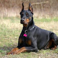 Dobermann Nita di altobello <3