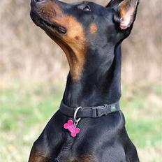 Dobermann Nita di altobello <3