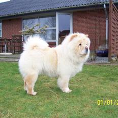 Chow chow Litchi Chow Daisy May