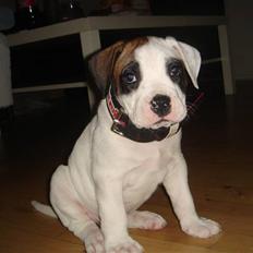 Amerikansk bulldog kovo