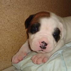 Amerikansk bulldog kovo