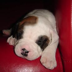 Amerikansk bulldog kovo