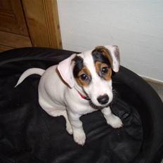 Jack russell terrier <3 sally <3