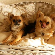 Chihuahua      *Ronaldo*