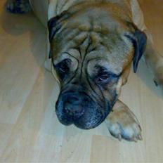 Bullmastiff Møffe (rip)