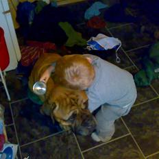 Bullmastiff Møffe (rip)