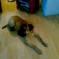Bullmastiff Møffe (rip)