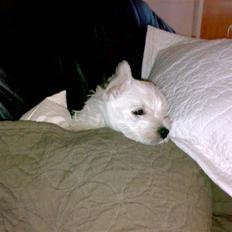 West highland white terrier anton