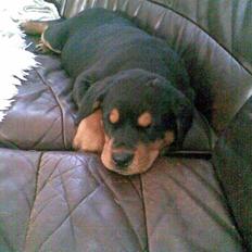 Rottweiler Elmedige's Nala