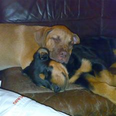 Rottweiler Elmedige's Nala