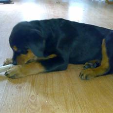 Rottweiler Elmedige's Nala