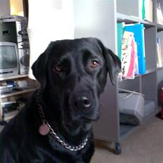 Labrador retriever Ronja