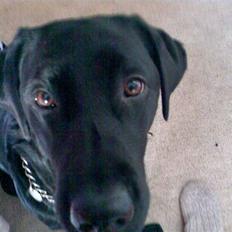 Labrador retriever Ronja