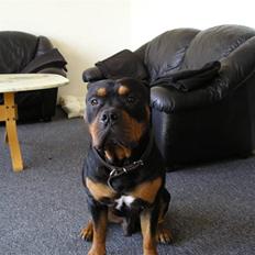 Blanding af racer Koma