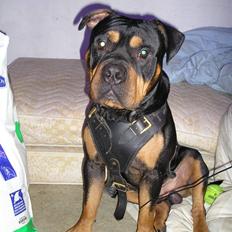 Blanding af racer Koma