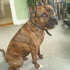 Blanding af racer Aslan