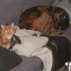 Blanding af racer Aslan