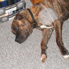 Blanding af racer Aslan