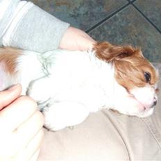 Cavalier king charles spaniel tuasiwa´s henry ford 