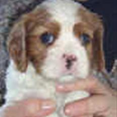 Cavalier king charles spaniel tuasiwa´s henry ford 