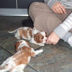 Cavalier king charles spaniel tuasiwa´s henry ford 