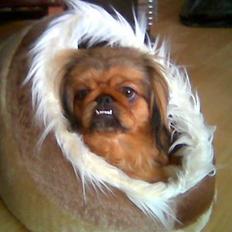 Pekingeser freya