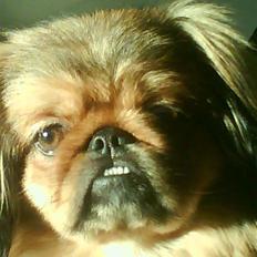 Pekingeser freya