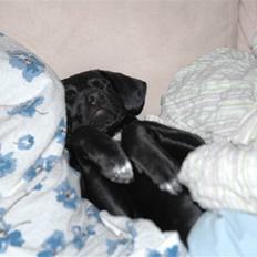 Blanding af racer BØLLE