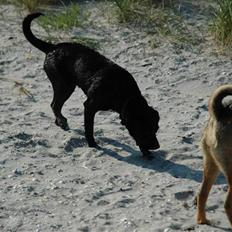 Blanding af racer BØLLE