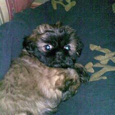 Shih tzu Targa