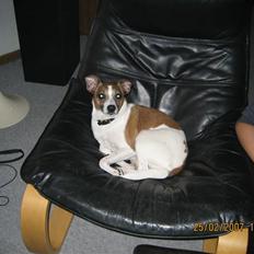 Dansk svensk gaardhund Bibi