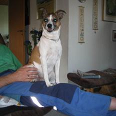 Dansk svensk gaardhund Bibi