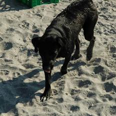 Blanding af racer BØLLE