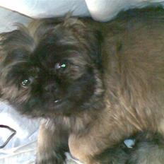 Shih tzu Targa