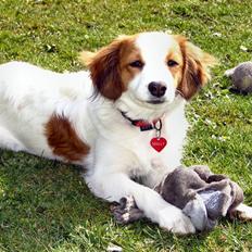 Kooikerhondje Molly