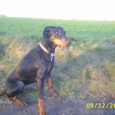 Dobermann Ally *R.I.P*