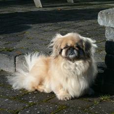 Pekingeser Line R.I.P Min skat