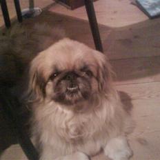 Pekingeser Line R.I.P Min skat