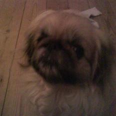 Pekingeser Line R.I.P Min skat