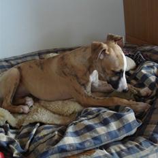 Whippet Sea Leopard´s Olathe