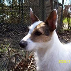 Jack russell terrier Fie