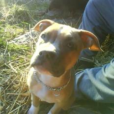 Amerikansk staffordshire terrier Naya