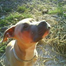 Amerikansk staffordshire terrier Naya